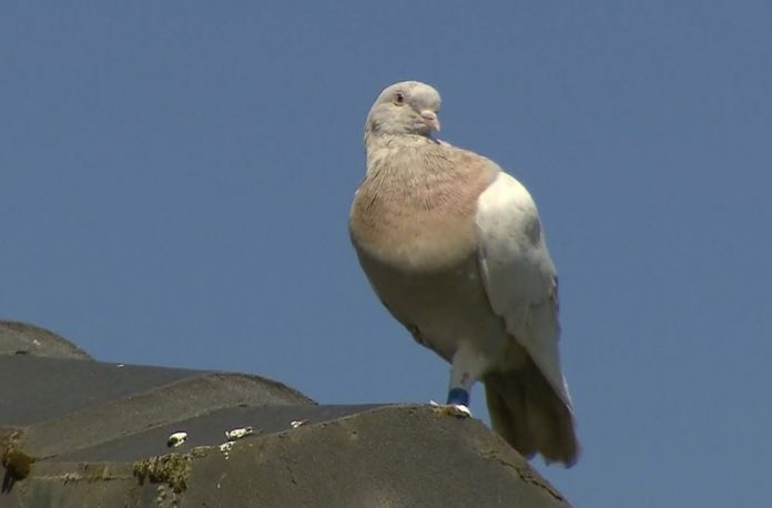 An expert believes the bird may have had some assistance in travelling such a long distance.