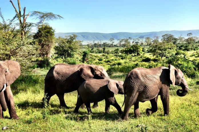 Elephants-Tanzania-Africa