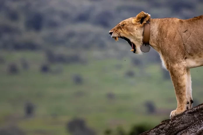 bWek9kpTURBXy9hN2RiNDVjNjA0YmZlMzQzZWU3ODBlNjExNGExNDYyNC5qcGeRlQLNAxbNAg_Cw4GhMAU