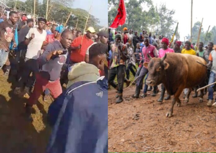 kakamega bullfighting