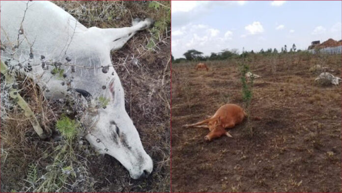 9096-BeFunky-collage - 2024-09-29T095506.366