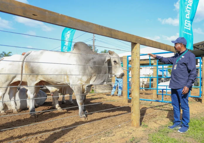 National-Assembly-Speaker-Moses-Masika-Wetangula-admiring-bulls-at-the-2nd-Brazil–Africa-Dialogue-on-Food-Security-Hunger-and-Rural-Development-scaled