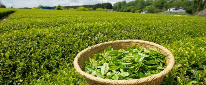 Teazones -1754996326