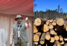 Ruto Lifts Logging Ban, Says Only Mature Trees Be Cut to Meet Timber Demand