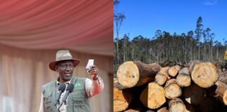 Ruto Lifts Logging Ban, Says Only Mature Trees Be Cut to Meet Timber Demand
