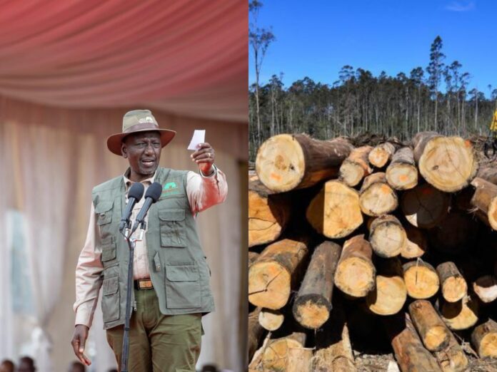 RUTO LOGGING BAN