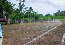 COP30: Climate Finance Key for Conflict-Affected Nations, Says AfDB