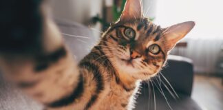 Think you know when cats moved in? Think again.