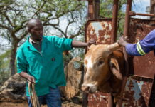 Raising the Bar on Veterinary Regulation in Africa