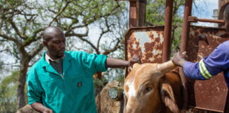 Raising the Bar on Veterinary Regulation in Africa