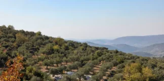 Centuries-Old Palestinian Olive Groves Uprooted in West Bank Raids