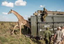 Why KWS is moving giraffes, zebras from Manera Farm in Naivasha