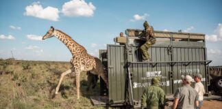 Why KWS is moving giraffes, zebras from Manera Farm in Naivasha