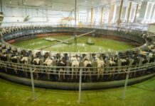 How Qatar Company Airlifted 4,000 Cows Turned it into a 200-Million-Dollar Empire