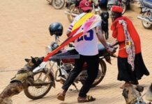 Outrage as Uganda police unleash dogs at opposition rallies