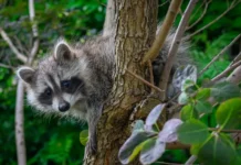 Raccoons Edge Closer to Becoming America’s Next Pet