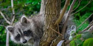 Raccoons Edge Closer to Becoming America’s Next Pet
