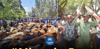 Kalonzo’s Courting Ritual: Behind the Kamba-Luo Dowry Exchange