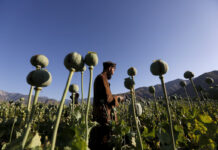 Afghanistan’s Opium Farming Falls by a Fifth in 2025, UN Report Says