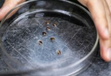 Malaysian scientists recruit bed bugs as crime scene sleuths