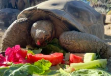 Galápagos Tortoise, San Diego Zoo’s Oldest Resident, Dies at 141