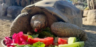 Galápagos Tortoise, San Diego Zoo’s Oldest Resident, Dies at 141