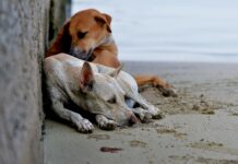 Calls Grow for FIFA to Boot Morocco From 2030 World Cup Hosting for Killing its Stray Dogs