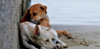 Calls Grow for FIFA to Boot Morocco From 2030 World Cup Hosting for Killing its Stray Dogs