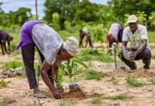Boosting Skills: Dates Farming Development Training