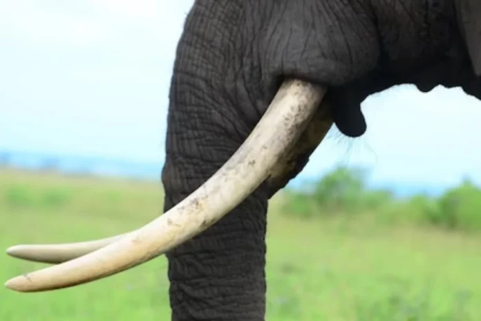 elephant tusks