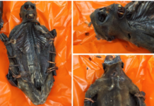 Congo Man Intercepted at Chicago Airport With Dried Monkey Meat