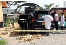 Prado ferrying bhang worth Ksh14.2 million intercepted after high-speed chase in Machakos