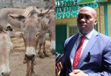 Kitui County Issues Stern Warning Over Illegal Donkey Slaughter as Festive Demand Rises