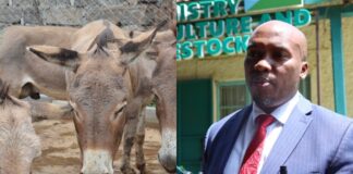 Kitui County Issues Stern Warning Over Illegal Donkey Slaughter as Festive Demand Rises