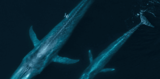 Scientists Use Drones to Detect Deadly Virus in Arctic Whales’ Breath