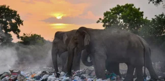 Three Arrested in Sri Lanka for Allegedly Setting Wild Elephant on Fire