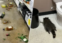 Karate Chop Shop? Drunken Raccoon Suspected in Virginia Dojo Break-In