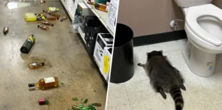 Karate Chop Shop? Drunken Raccoon Suspected in Virginia Dojo Break-In