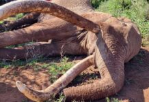 Kenya Wildlife Service (KWS) Has Confirmed the Death of Craig, One of Africa’s Last Remaining Super Tuskers.