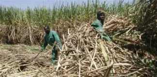 Over 30,000 sugar companies workers issue strike notice over unpaid salary arrears