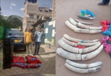 Covert Operation Leads to Arrest of Two Suspects, Recovery of Elephant Tusks Worth Ksh11 Million in Namanga
