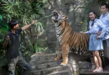 Probe under way after illness kills 72 tigers in Thai tourist park