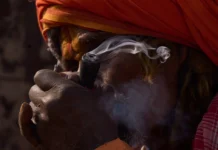 In Nepal, Shivaratri Brings a Sacred Haze of Cannabis Smoke