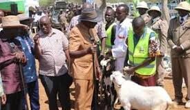 Farmers Demand Payment: Sh82 Million From Ruto-Led Kimalel Goat Auction Still Unpaid