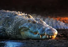 Relief as KWS Captures Crocodile That Terrorized Siaya Beach Residents