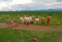 Livestock Stolen from Meru County Recovered by Multi-Agency Security Team