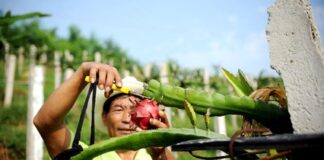 The spiky cactus fruit giving Indian farmers a cash boost