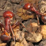 One ant for $220: The new frontier of wildlife trafficking