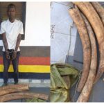 Suspected ivory trafficker arrested as police seize 39kg of Elephant tusks in Lungalunga