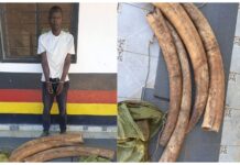Suspected ivory trafficker arrested as police seize 39kg of Elephant tusks in Lungalunga